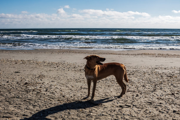 动物,自然。草，野生动物，Еurope，罗马尼亚，图片下载