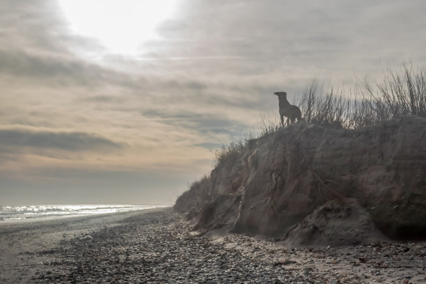 动物,自然。草，野生动物，Еurope，罗马尼亚，图片下载