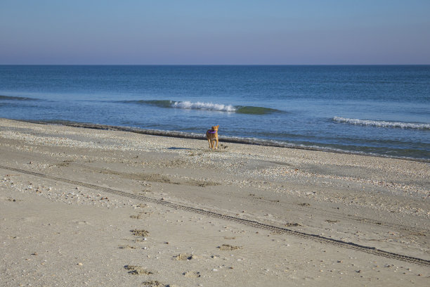 动物,自然。草，野生动物，Еurope，罗马尼亚，图片下载
