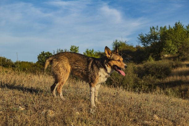动物,自然。草，野生动物，Еurope，罗马尼亚，图片下载