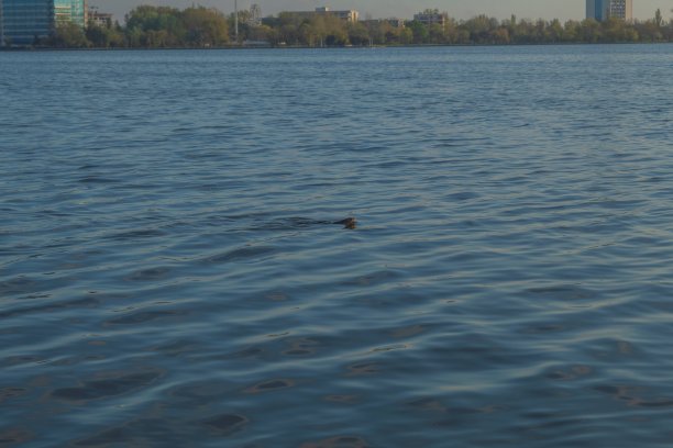 动物,自然。草，野生动物，Еurope，罗马尼亚，图片下载