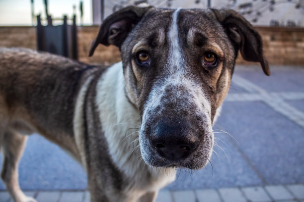 动物,自然。草，野生动物，Еurope，罗马尼亚，图片下载