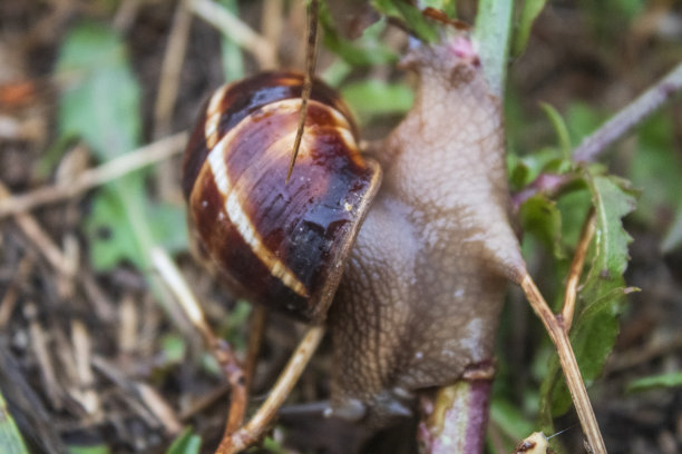 动物,自然。草，野生动物，Еurope，罗马尼亚，图片下载