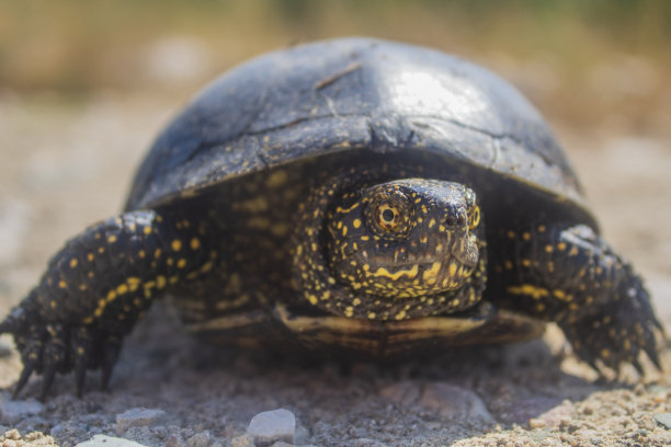 动物,自然。草，野生动物，Еurope，罗马尼亚，图片下载