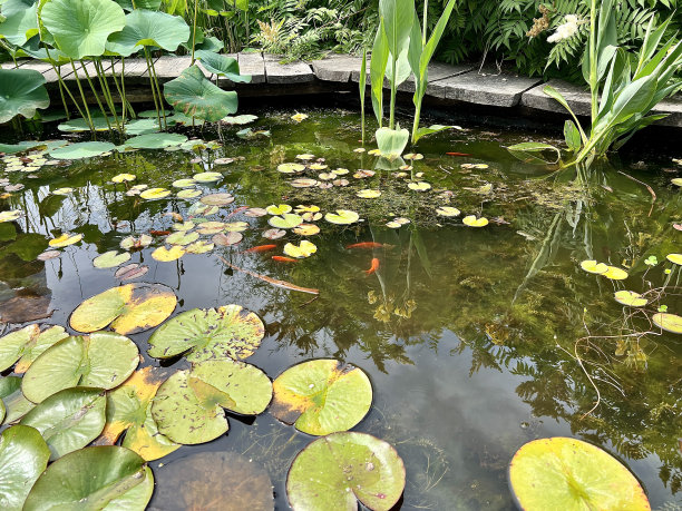 荷花池里有睡莲，荷叶池里有锦鲤鱼在花园里游来游去。图片下载