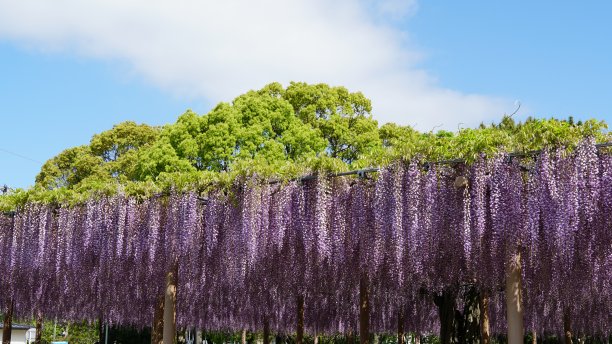 紫藤花图片下载