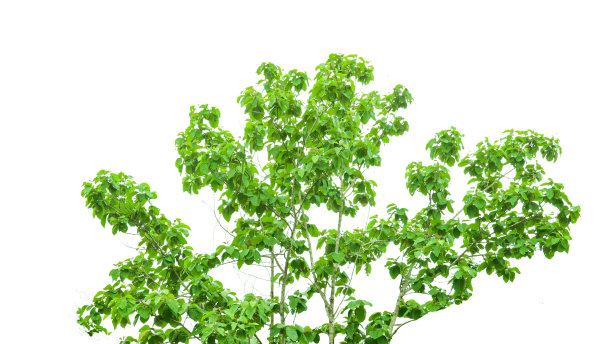 一棵柚木树在白色背景上的剪接路径。图片下载