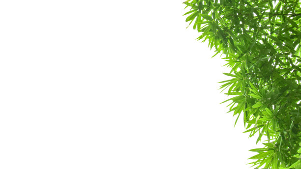 用于卡片制作的竹叶抠图图片下载