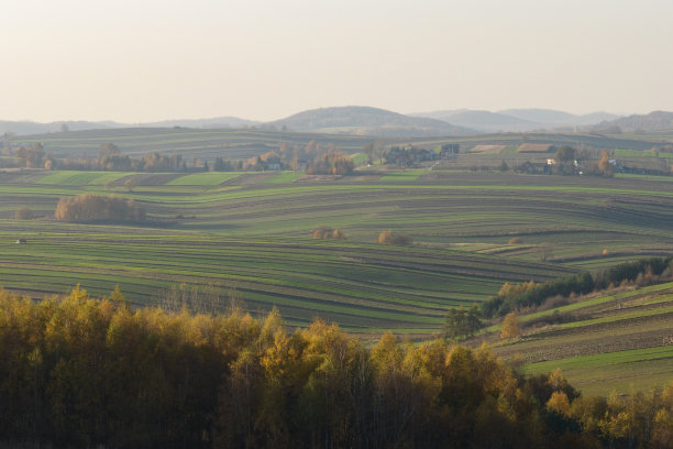 克拉科夫县的Suloszowa村。无人机在田间种植谷物的照片。波兰美丽的村庄，有房子和田地。从无人机的鸟瞰图中，村庄位于田野的中央。图片下载