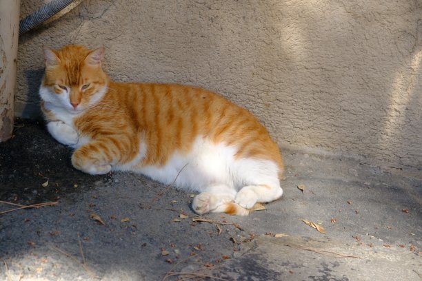 黄色流浪猫图片下载