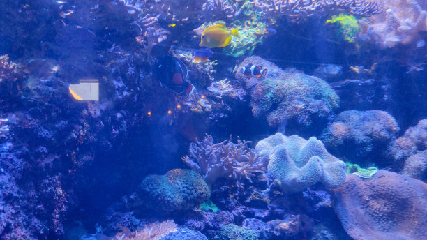 海底栖息地图片下载