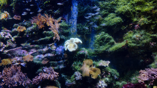 海底栖息地图片下载