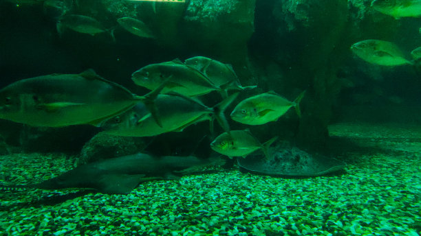 海底栖息地图片下载