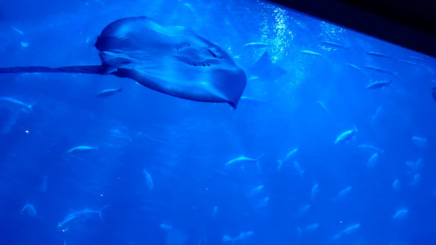 海底栖息地图片下载