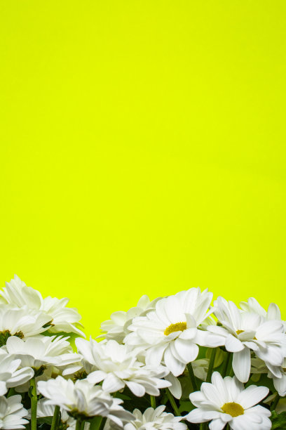 绿色背景上的白色菊花图片下载