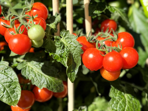 全帧图像，一组健康的樱桃番茄植物覆盖在闪亮的，红色的，成熟的西红柿上，在阳光明媚的日子里，商店外面的长凳，重点放在前景上图片下载