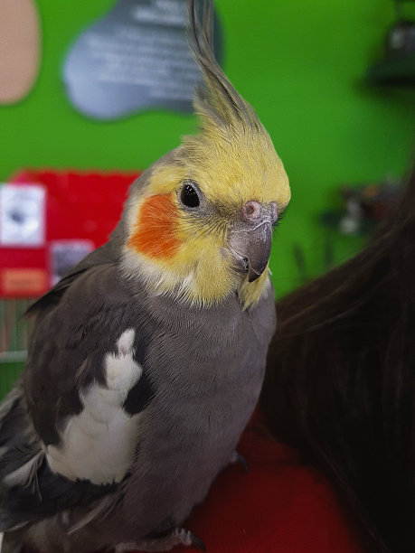 澳洲鹦鹉图片下载