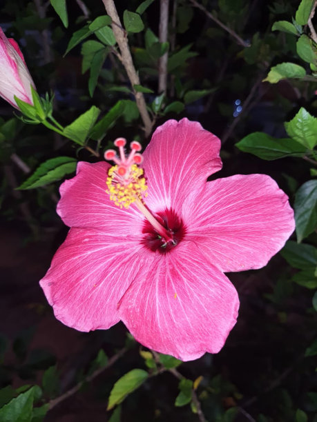 芙蓉花图片下载