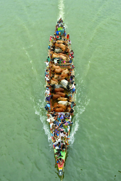 用船在繁忙的河道中运送牲畜图片下载