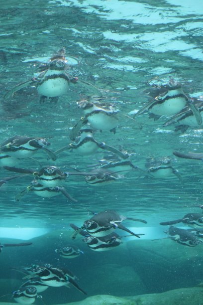 企鹅游泳图片下载