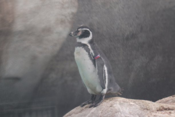 企鹅游泳图片下载