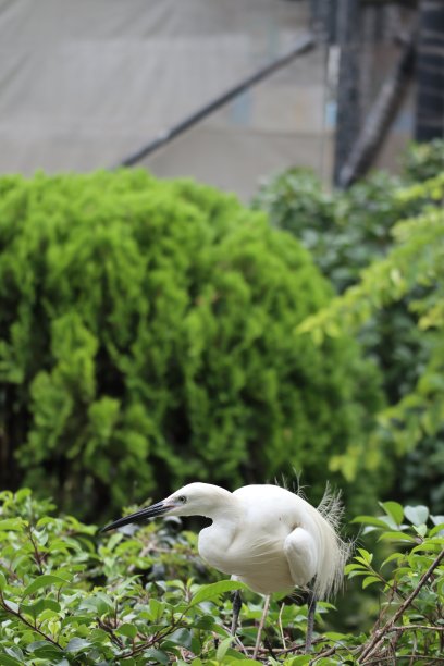 一只鸟栖息在绿叶树上的巢上图片下载