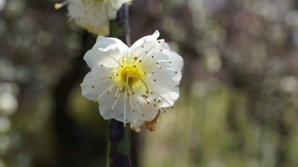 梅子花图片下载