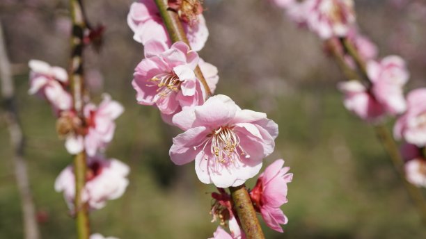 梅子花图片下载