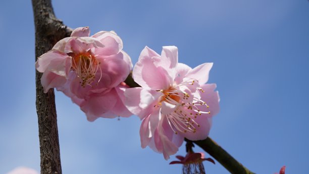 梅子花图片下载