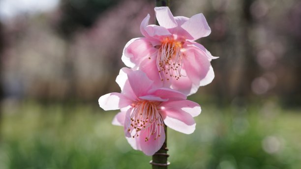 梅子花图片下载