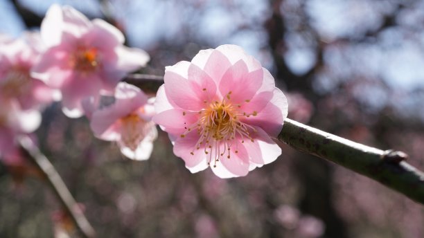 梅子花图片下载