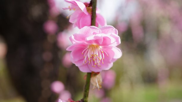 梅子花图片下载