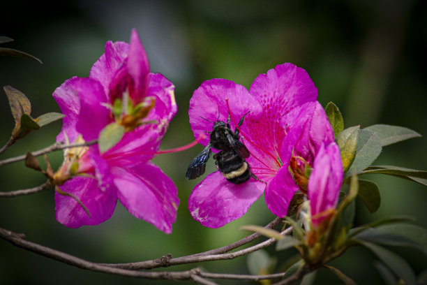 墙纸夏冬酷暑度假旅游胜地瀑布自然大黄蜂花图片下载