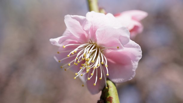 梅子花图片下载