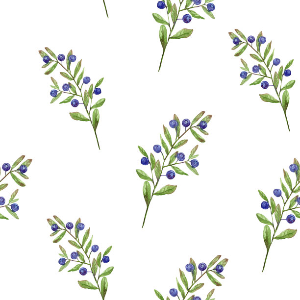 蓝莓枝带叶带果，成熟的野果，白色或透明背景上无缝水彩图案，用于食品包装、化妆品、包装纸图片下载