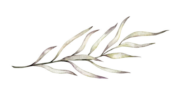 质朴的婚礼绿化。干叶子，漂白的草，秋天的草药。手绘水彩秋季插图设计，织物或印刷图片下载