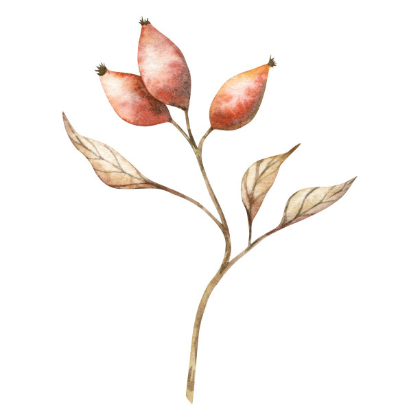 带有浆果的乡村婚礼绿色植物。干叶子，漂白的草，秋天的草药。手绘玫瑰果水彩狗狗秋季插图设计，织物或印刷。图片下载