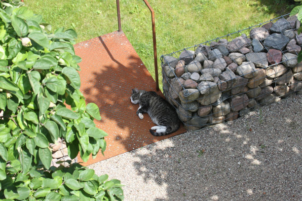 猫在户外睡觉的高角度照片图片下载