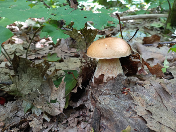 年轻的白色美味的蘑菇落在栎树落叶在森林。自然背景和纹理。食用菌在森林的叶子间。图片下载