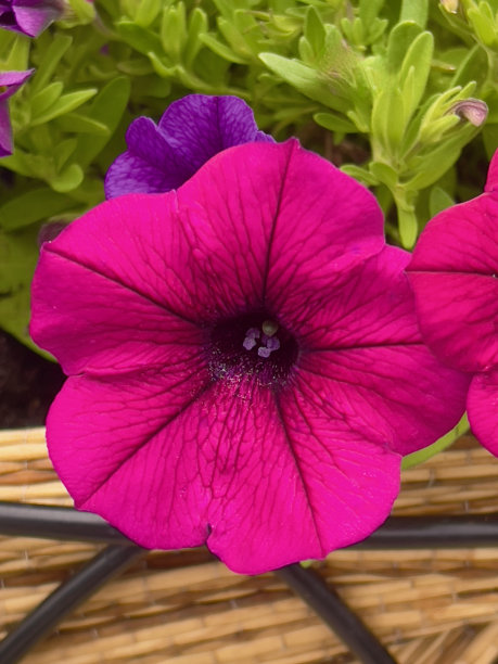 鲜艳的粉红色紫色牵牛花图片下载