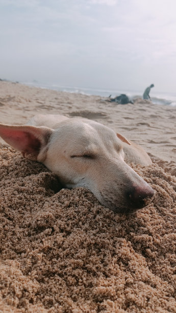 狗脸创意图片下载