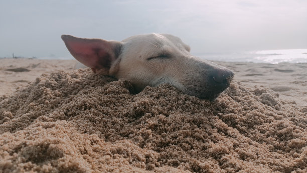 狗脸创作背景图片下载