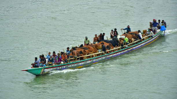 用船在繁忙的河道中运送牲畜图片下载
