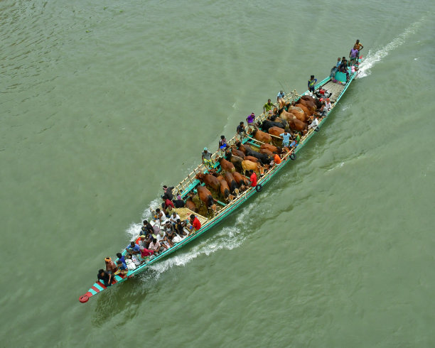 用船在繁忙的河道中运送牲畜图片下载