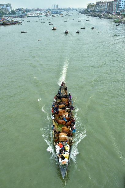 用船在繁忙的河道中运送牲畜图片下载