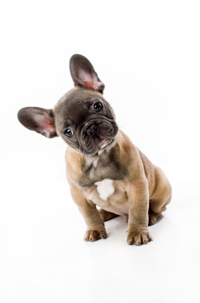 白色背景上的法国斗牛犬肖像图片下载