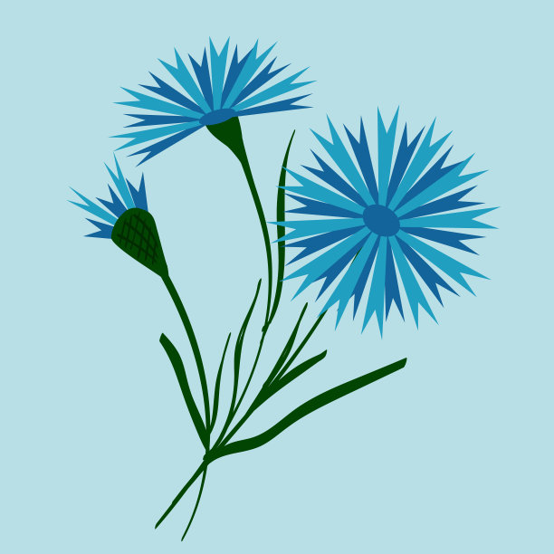 白俄罗斯风格的蓝色矢车菊，簇拥成一束。的背景图片。用于设计和印刷。图片下载