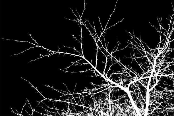 透明的复杂剪影的树枝，艺术地设计在一个黑暗的背景图片下载
