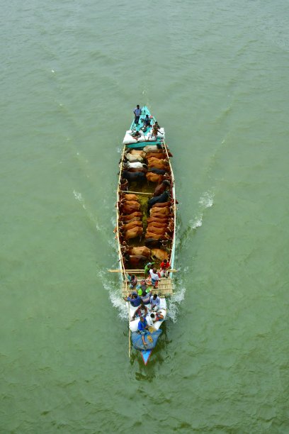 用船在繁忙的河道中运送牲畜图片下载