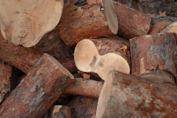 一堆树的部分切片树桩，原木末端，其他树干部分的墙纸背景。选择性对焦照片。图片下载
